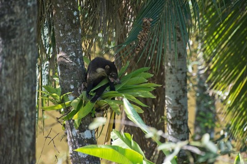 White-nosed coati (Nasura narica), Costa Rica, Central America