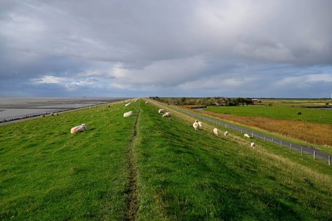 Sheep on a dyke, Pellworm Island, Schleswig-Holstein Wadden Sea National Park, North Frisia,