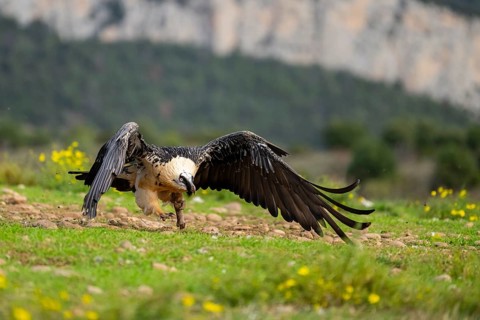 Bearded Vulture (Gypaetus barbatus) adult bird in flight with mountains in the backround, Pyrenees,