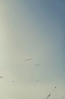 Seagulls off the coast of the Greek island of Skiathos, Greece, Europe