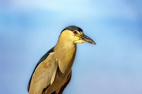 Water bird perched with the sky in the background in Barra da Tijuca in Rio de Janeiro Rio de