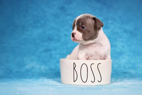 Young purebred pied French Bulldog puppy in dog bowl with text 'Boss'