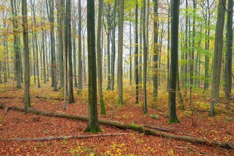 Near-natural deciduous forest in autumn with colourful leaves, copper beech (Fagus sylvatica), fog