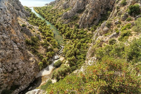 Phoenix theophrasti palms and the river Megalopotamos in the gorge of Preveli, Crete, Greece,