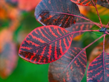 Eurasian Smoke Tree (Cotinus coggygria), or Wig Bush, in garden, leaves in autumn color, Hesse,