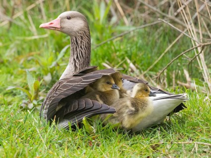 Greylag geese (Anser anser), three goslings or chicks, sheltering under the wing of the female or