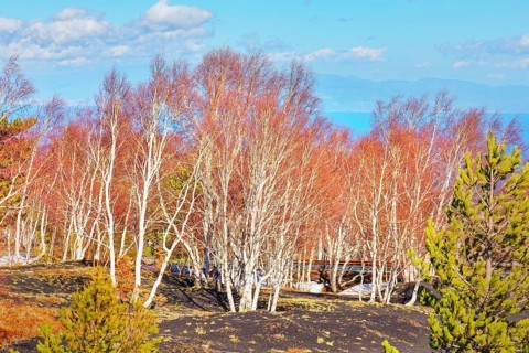 Birch trees (Betula aetnensis) sprouting, Etna, Sicily, Italy, Europe