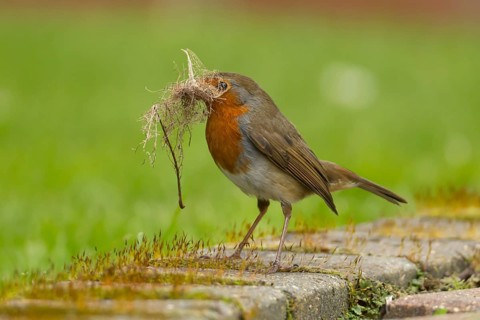 European robin (Erithacus rubecula) adult bird with nesting material in its beak in a garden in