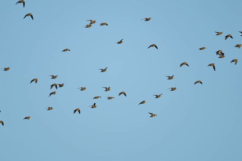 Golden plover (Pluvialis apricaria) adult birds flying in a flock, England, United Kingdom, Europe
