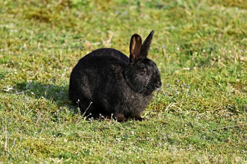 Wild rabbit (Oryctolagus cuniculus), standing on a meadow, Texel, West Frisian Islands, province of