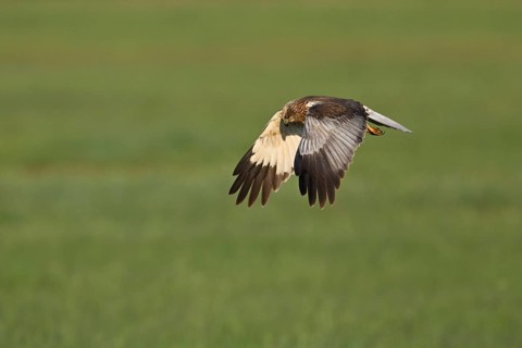 Montagu's harrier (Circus pygargus), female in flight, Lake Neusiedl National Park, Seewinkel,