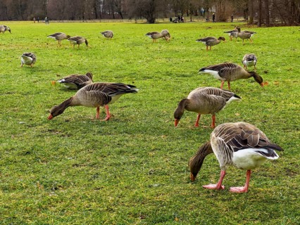 Greylag geese (Anser anser) in the English Garden, Munich, Bavaria, Germany, Europe