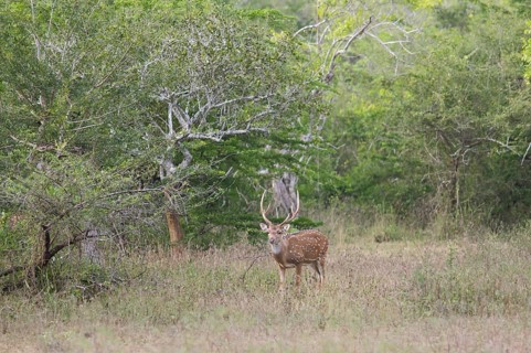 Axis deer (Axis axis) in Yala Natioal Park, Southern Province, Sri Lanka, Asia
