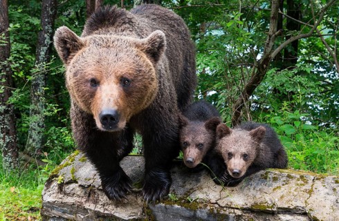 An adult female bear stands with two cubs on a tree trunk in the forest, European brown bear (Ursus