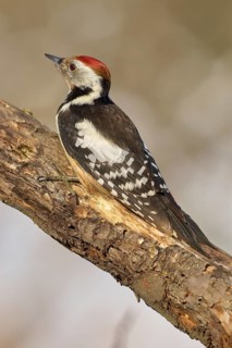 A middle spotted woodpecker (Leiopicus medius) with red, black and white feathers sitting on a tree