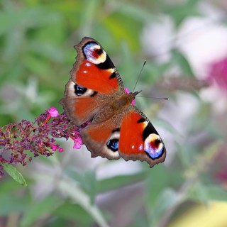 Peacock butterfly (Inachis io) sucking nectar on butterfly bush (Buddleja davidii), in a natural