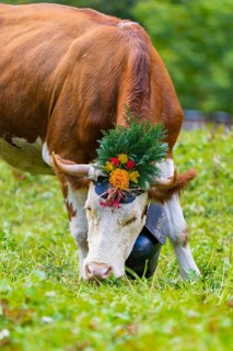 Cow grazing on a green pasture with floral decorations, Lauterbrunnen, Switzerland, Europe