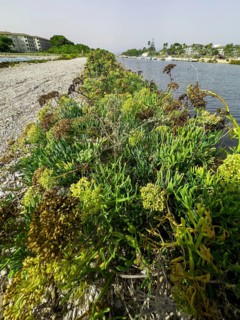 Shore vegetation, various plants, mainly sea fennel, sea fennel, sea bacillus, beach bacillus,