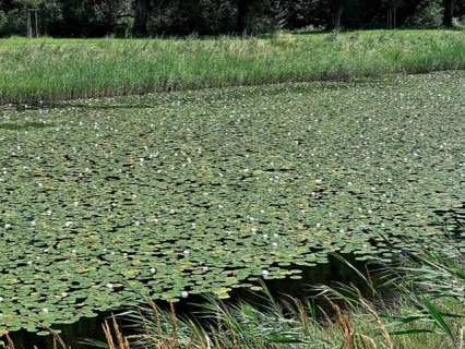 European white water lilies, white pond lilies, water lilies (Nymphaea alba) on large canal in