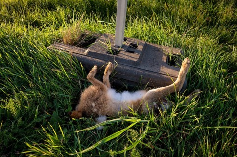 Wild animal accident, hare, hare, dead, run over, lies in ditch, Stuttgart, Baden-Württemberg,
