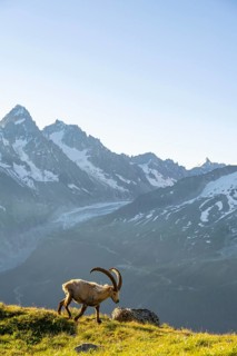 Alpine ibex (Capra ibex), adult male, in front of a mountain landscape in the morning light, behind