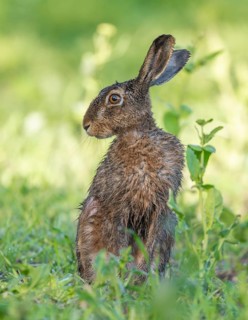 European hare (Lepus europaeus) with wet fur sitting in a field, wildlife, Thuringia, Germany,