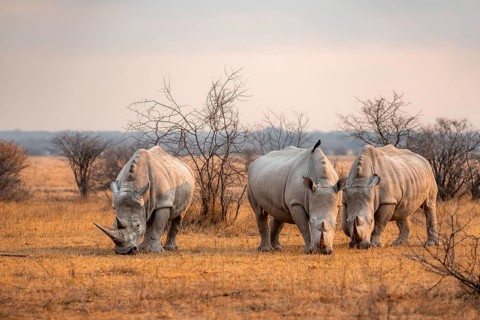 Southern white rhinoceros (Ceratotherium simum simum), three rhinos in the evening light, Khama