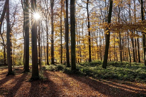 Autumn in the forest near Havixbeck, Münsterland, North Rhine-Westphalia, Germany, Europe