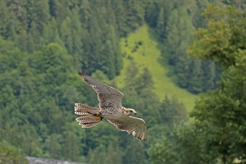 Saker falcon (Falco cherrug) at Hohenwerfen Castle, Salzburger Land, Austria, Europe