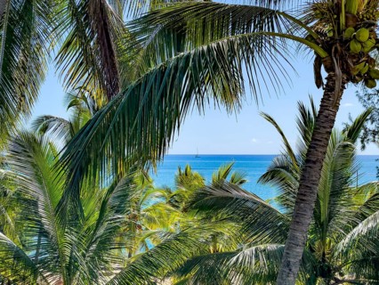 View from an elevated position through coconut palms (Cocos nucifera) to the blue Indian Ocean,