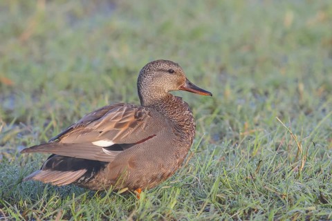 Gadwall (Mareca strepera) male in a wet meadow, morning dew, wildlife, nature photography