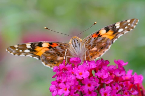 Painted lady (Vanessa cardui) sitting on butterfly-bush (Buddleja davidii), butterfly bush, in a