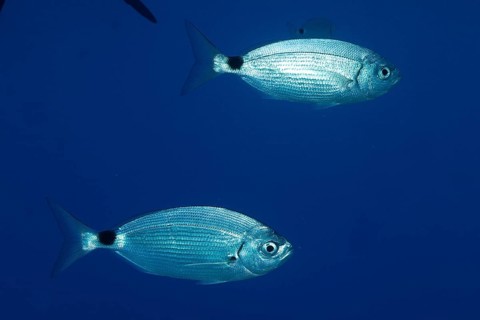 Two silvery fish, ribbon bream (Oblada melanura), swim together in the deep blue ocean. Dive site