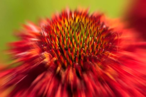 Flower impression, coneflower, purple coneflower, purple coneflower, purple coneflower, purple