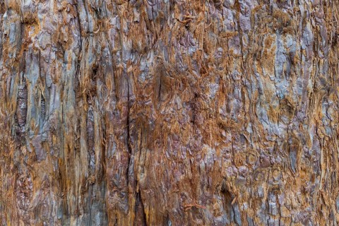 Sequoia bark (Sequoioideae), tree bark, tree trunk, nature, tree, plant, old, structure, texture