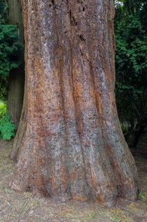 Sequoia (Sequoioideae), tree trunk, bark, nature, tree, plant, old, Piesberg, Osnabrück, Germany,