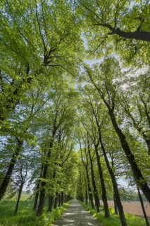 Tree avenue, trees, avenue, nature, cycle path, cycle track, recreation, climate, sunlight, leaves,
