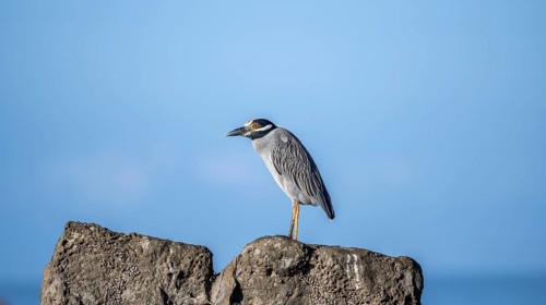 Yellow-crowned night heron (Nyctanassa violacea, Syn.: Nycticorax violaceus) sitting on stone,