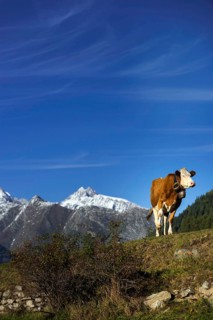 Cow with cowbell in the Swiss Alps, free-range, cattle farming, Valais, Switzerland, Europe