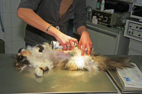 Neutering a cat, vet, Persian cat, disinfecting the wound after neutering