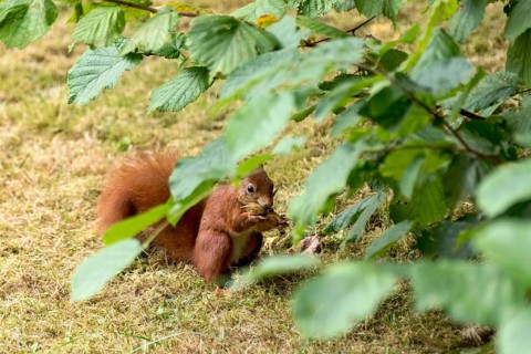 Eurasian squirrel (Sciurus vulgaris) eating a hazelnut, hazel (Corylus avellana), under hazel bush,