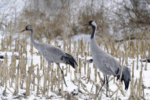 Cranes (grus grus) resting on their southbound migration while foraging in a harvested maize field