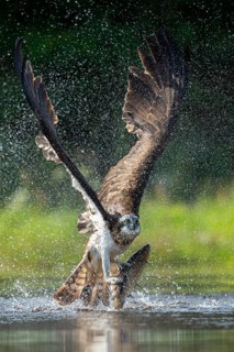 Western osprey (Pandion haliaetus) hunting, Aviemore, Scotland, Great Britain