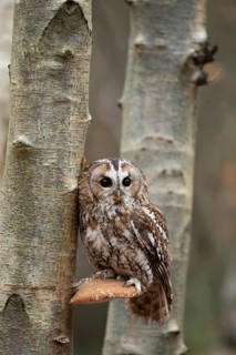 Tawny owl (Strix aluco) adult bird on a Bracket fungi on a Silver birch tree trunk in a woodland in