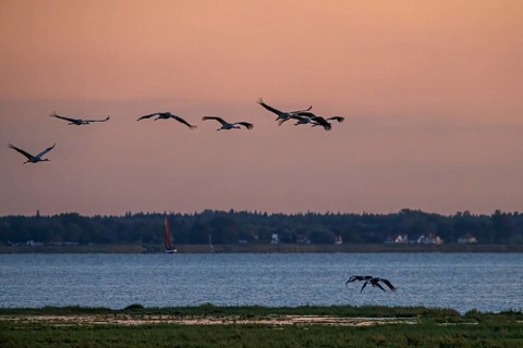 Schwäne fliegen in einer Reihe über einen See gegen einen orangefarbenen Sonnenuntergangshimmel,