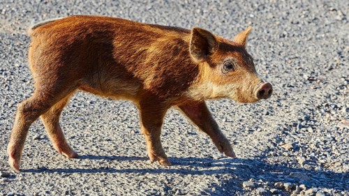 A piglet in the warm sunlight on a gravel path, farm animals, Mani Peninsula, Peloponnese, Greece,