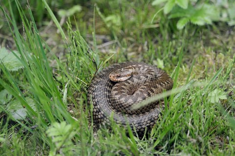 Common european viper (Vipera berus), North Rhine-Westphalia, Germany, Europe