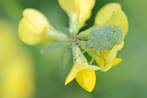 Green stink bug or green shield bug (Palomena prasina), nymph on common horned clover (Lotus