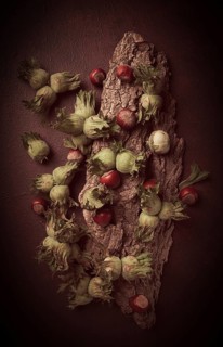 Fresh, green hazelnuts, close-up, on the bark of a walnut tree, uncleaned, top view, rustic, no