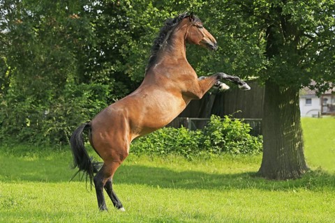 Westphalian Warmblood, Westphalian